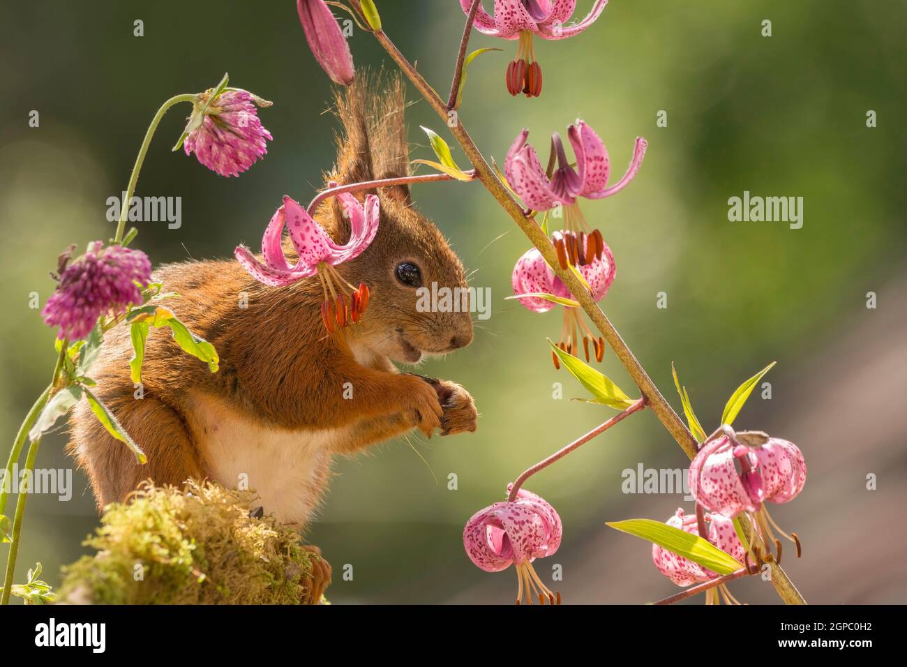 red squirrel standing with lily and clover flowers    in sunlight Stock Photo