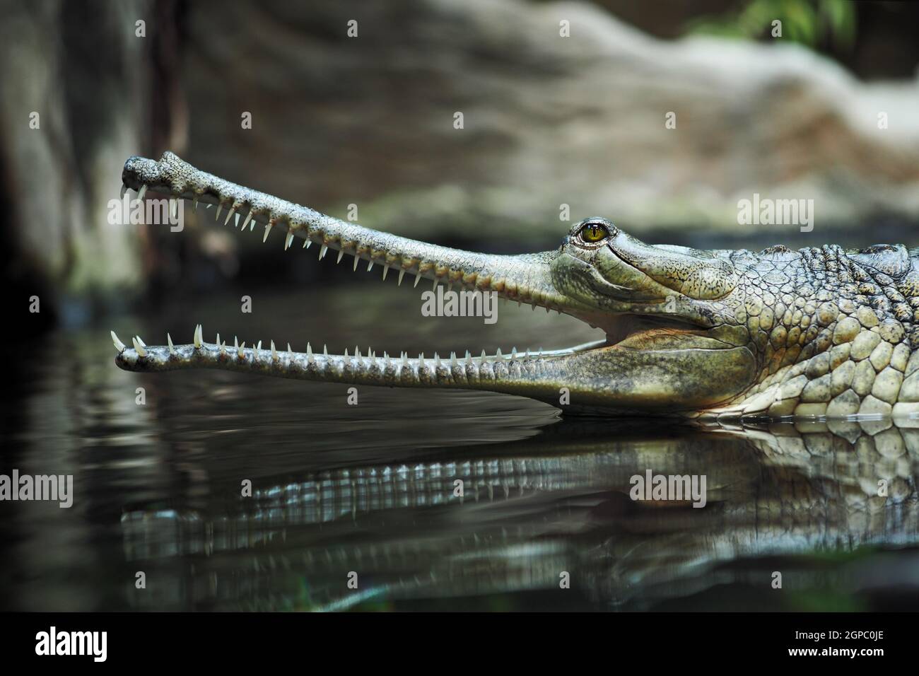 The crocodile gavial indian (Gavialis gangeticus) in reptile pavilion in the Prague Zoo Stock Photo