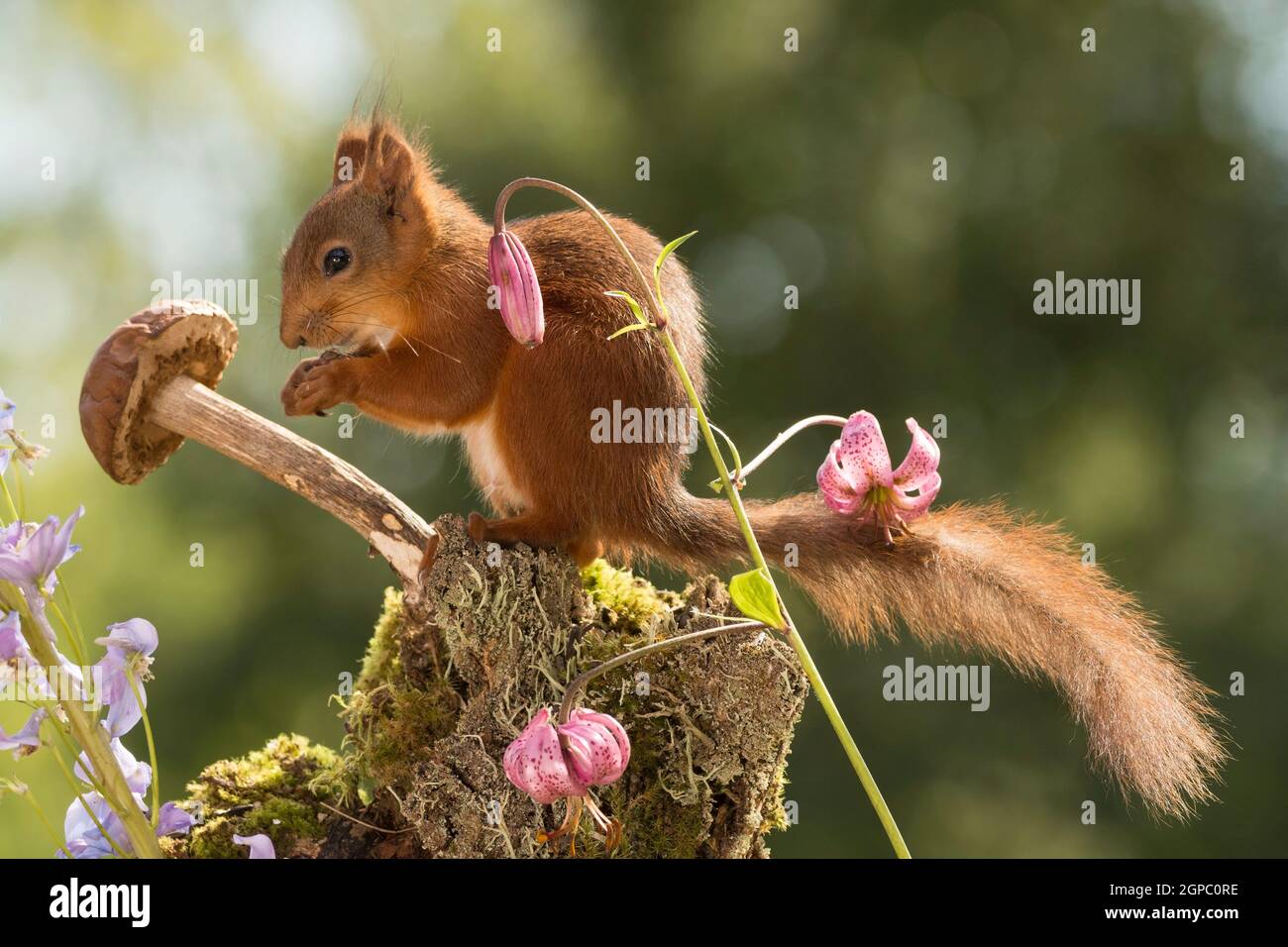 red squirrel  standing with a mushroom Stock Photo