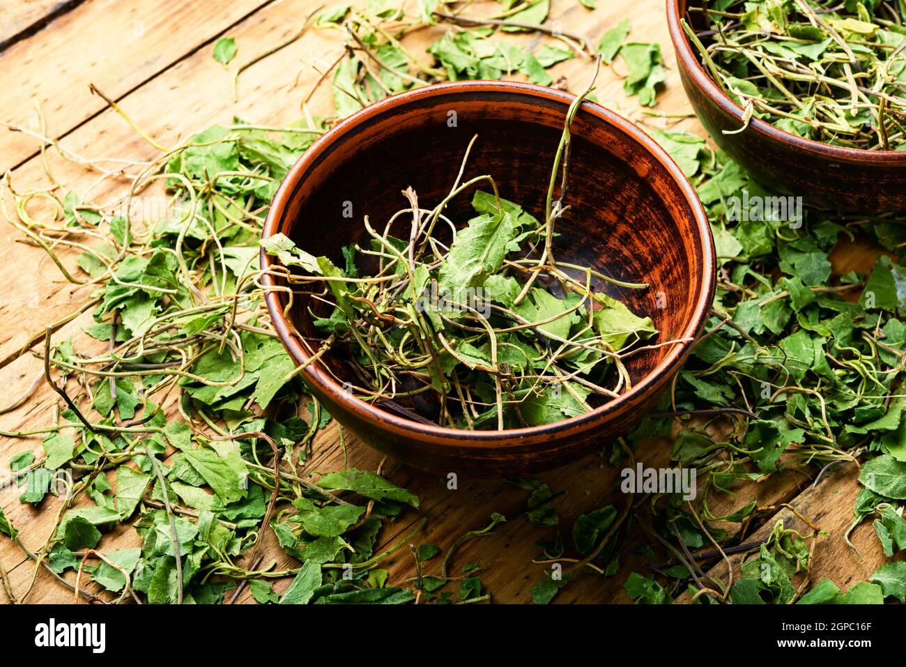 Orthilia secunda perennial medicinal plant popular in herbal medicine.Healing herbs Stock Photo
