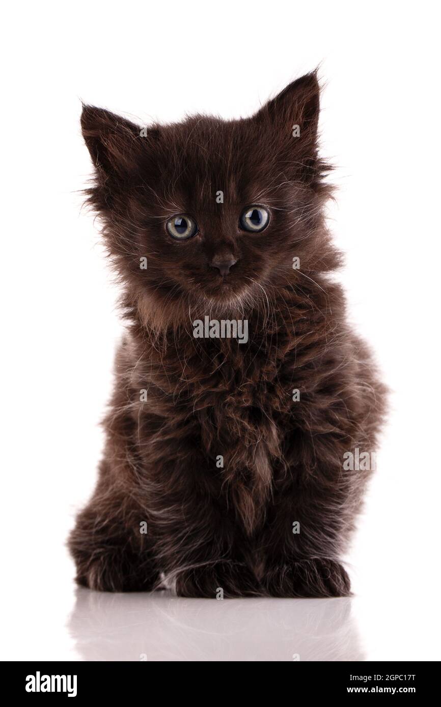 Portrait Of A Little Black Longhair Kitten Sitting On A White Background Stock Photo Alamy