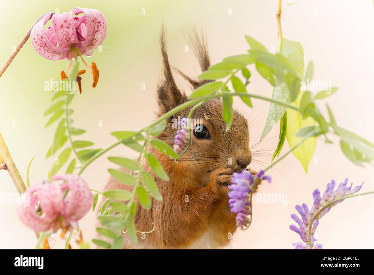 red squirrel standing with lily and other flowers    in sunlight Stock Photo