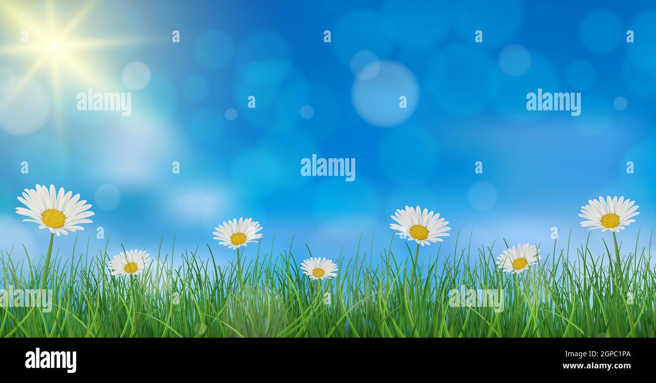 Chamomile on a background of blue sky and green grass - Vector ...