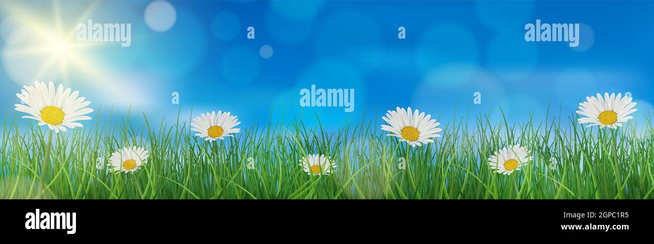 Chamomile on a background of blue sky and green grass - Vector ...