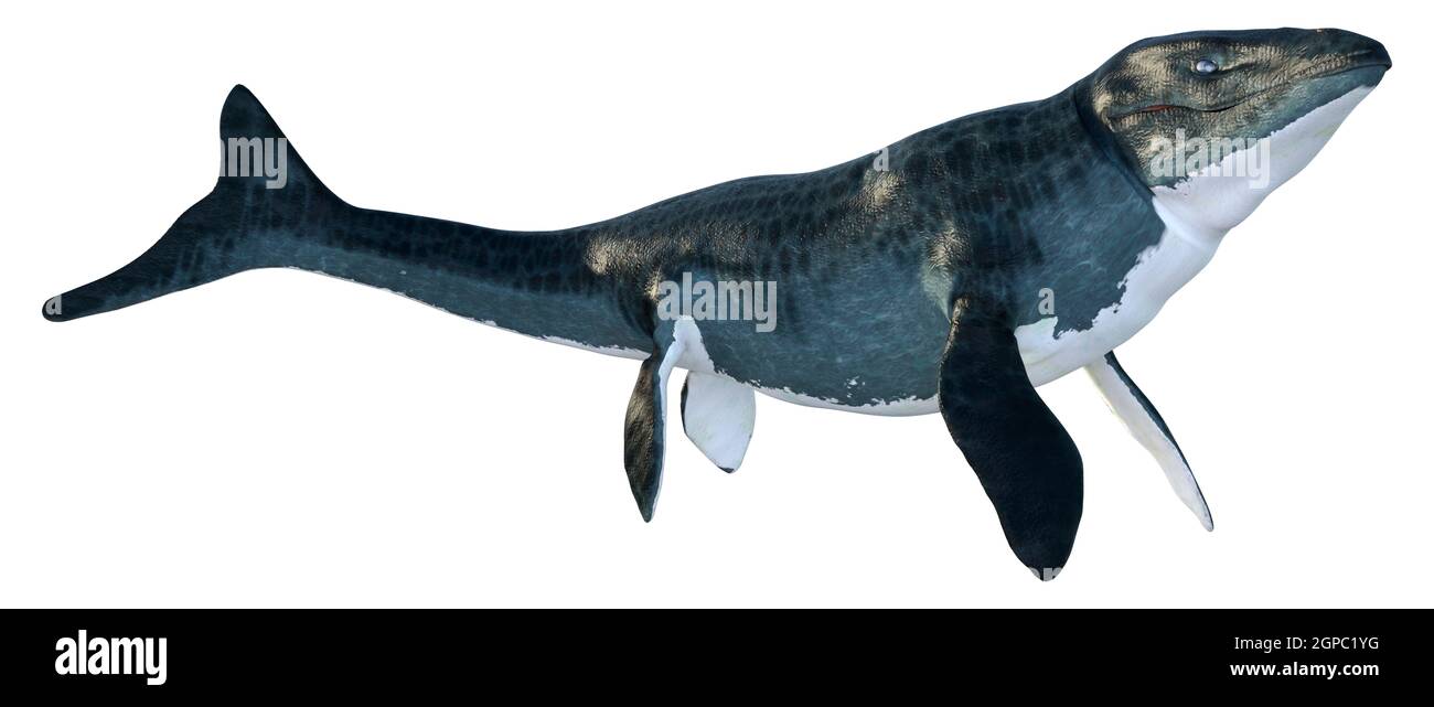 3D rendering of a large marine extinct reptile Mosasaur isolated on