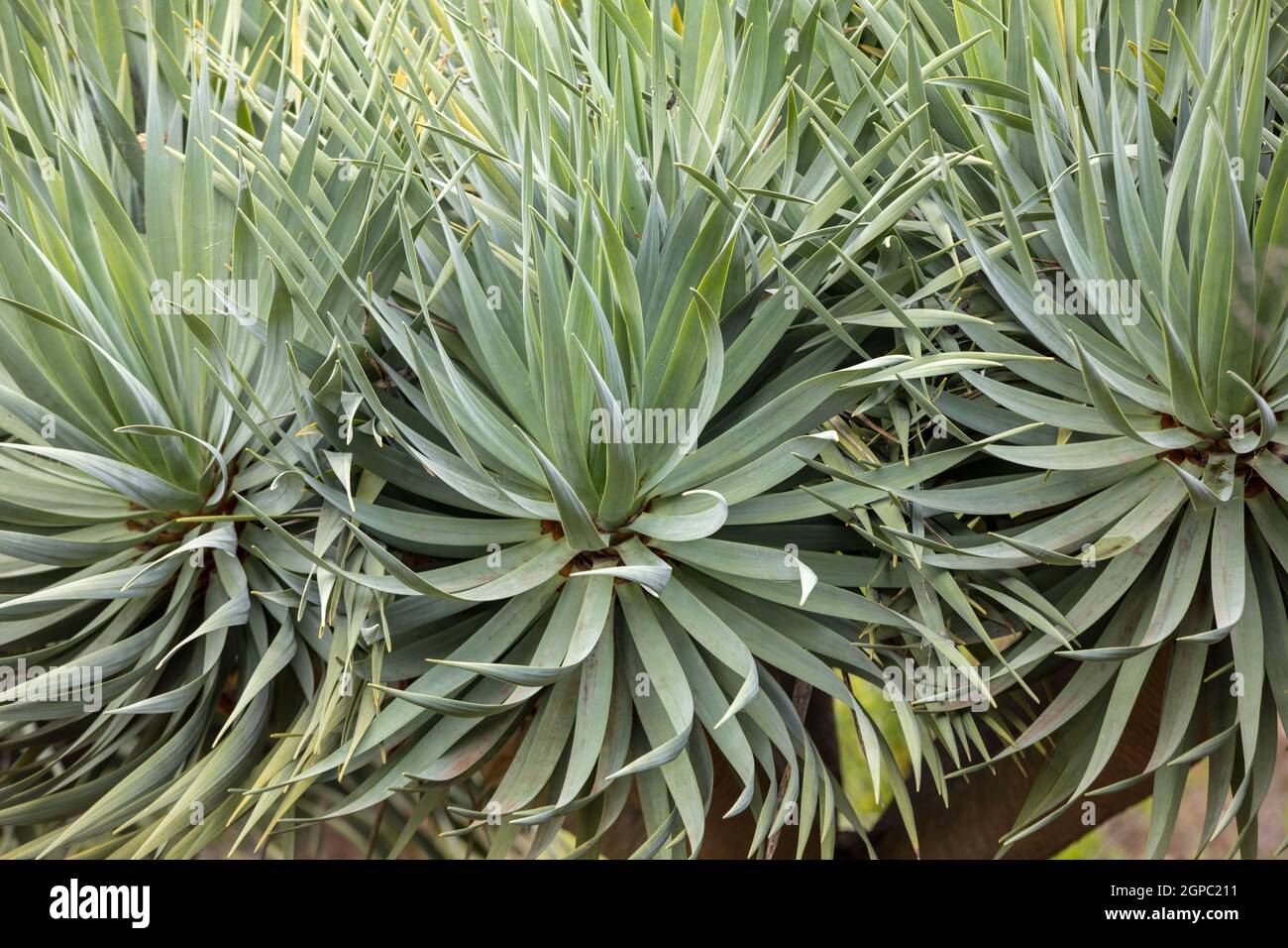 Spanish bayonet tree Latin name Yucca aloifolia flowers Stock Photo