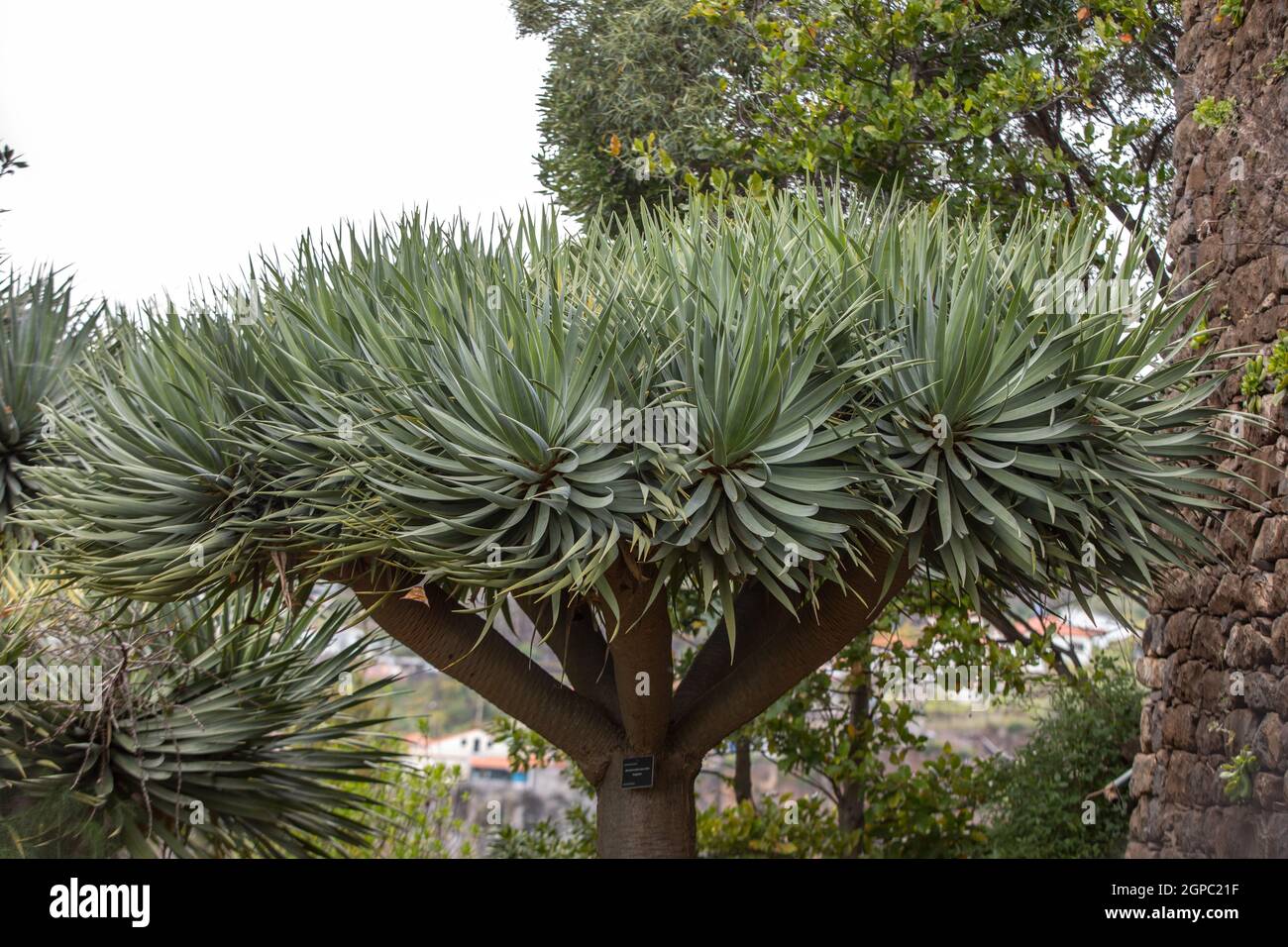 Spanish bayonet tree Latin name Yucca aloifolia flowers Stock Photo