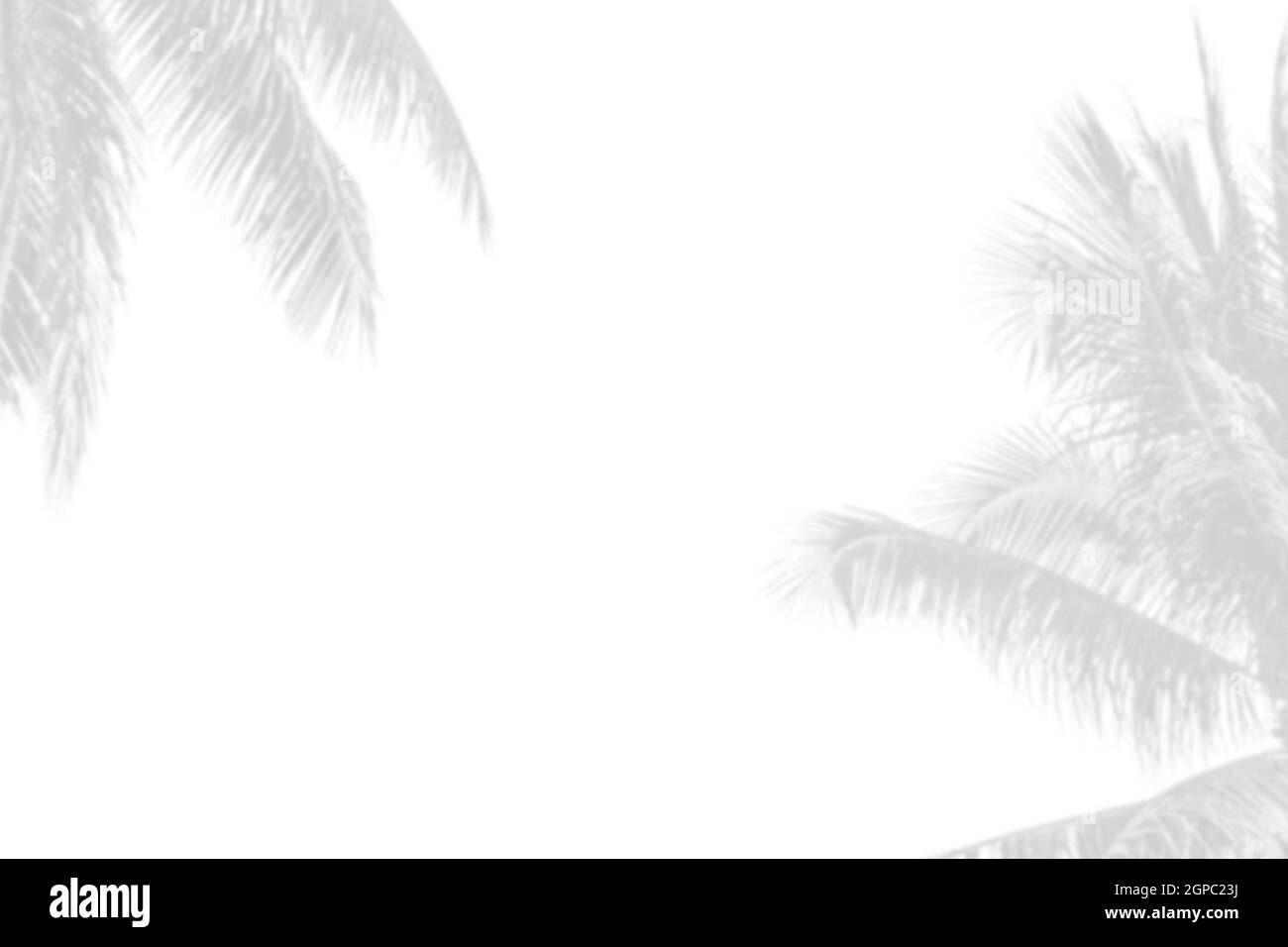 Gray shadow of nature palm leaves on white background. Abstract monochrome of coconut palm leaf. Stock Photo