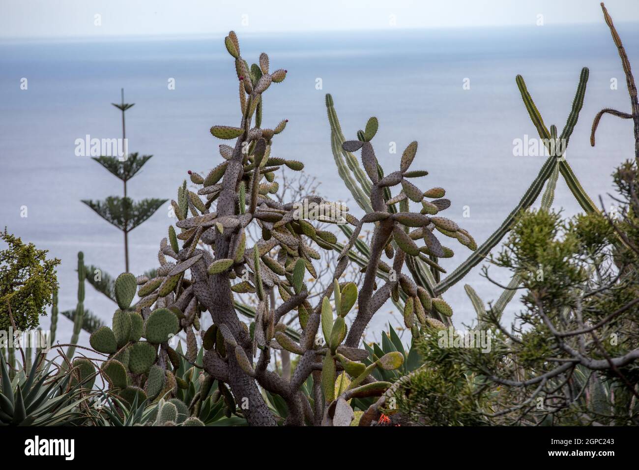 Tropical Botanical Garden in Funchal on Madeira island, Portugal Stock Photo