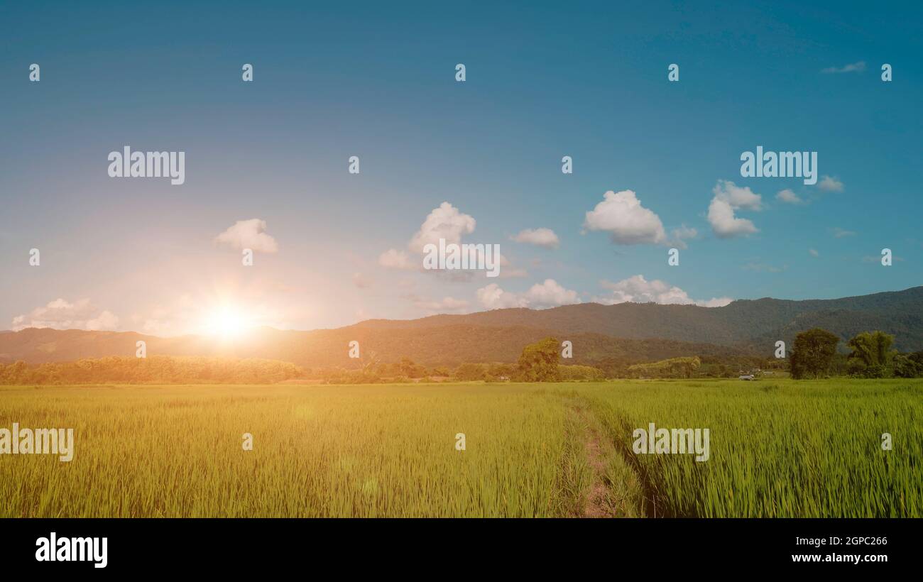 Sunrise over rice field in hi-res stock photography and images - Alamy