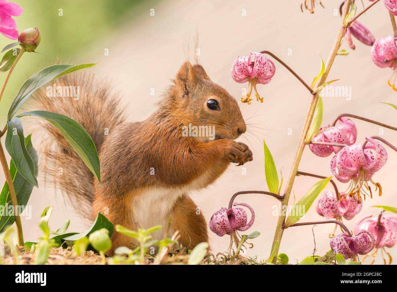 red squirrel standing with lily and other flowers Stock Photo