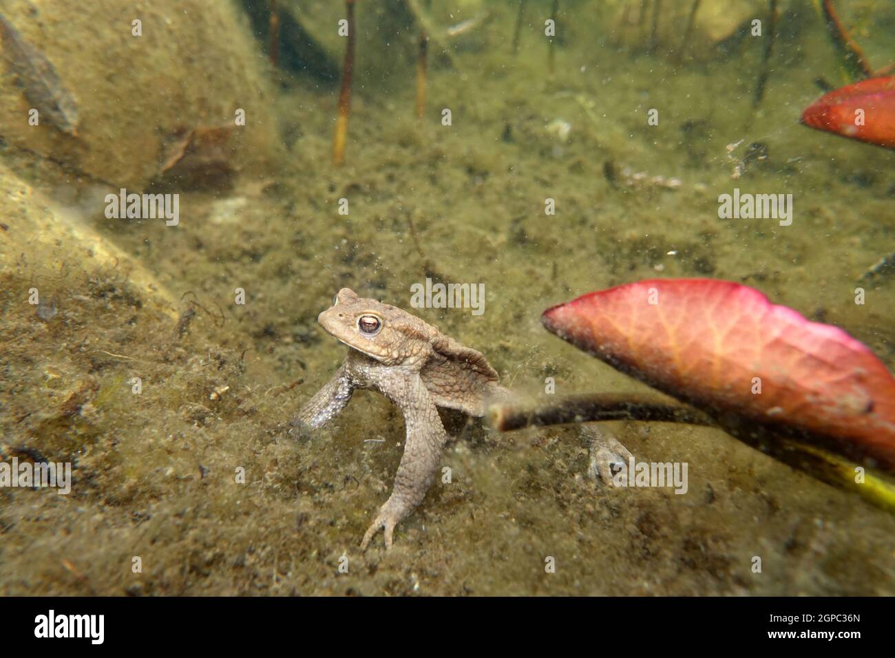 Abgemagerte hires stock photography and images Alamy