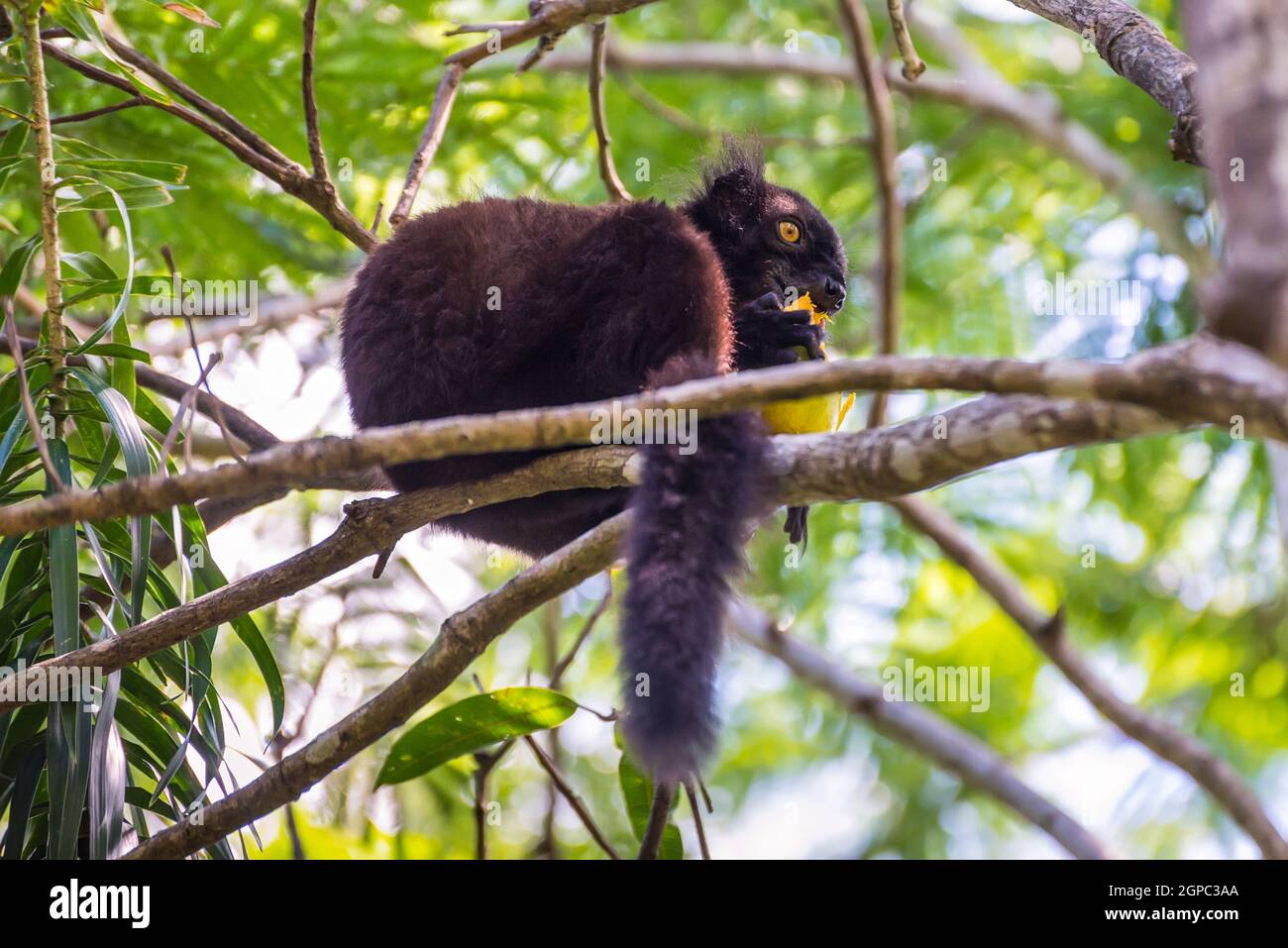 Close up portrait of black Lemur eating mango on Lokobe Strict Nature Reserve in Nosy Be, Madagascar, Africa Stock Photo