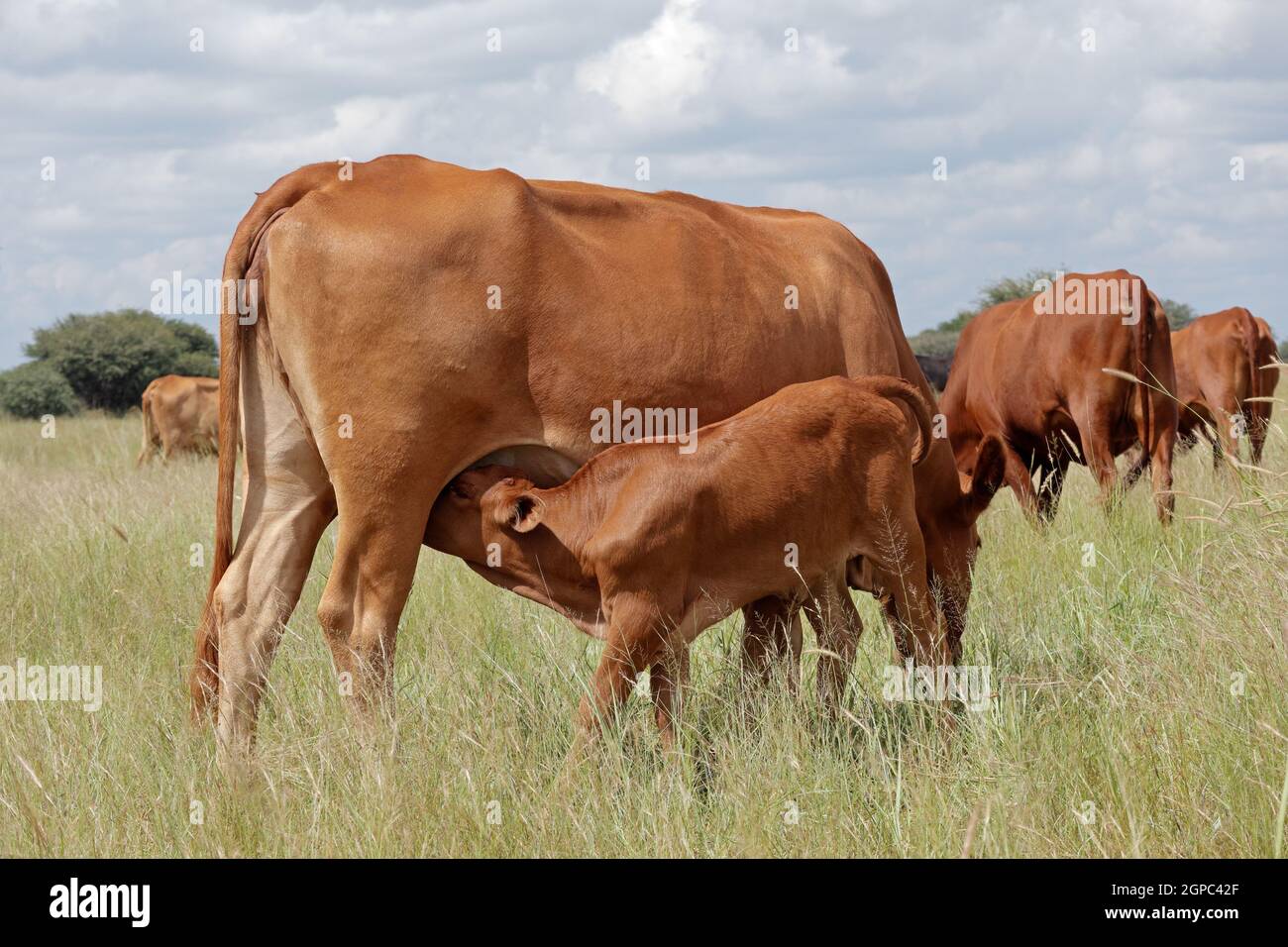 Young calf suckling milk from the udder of its mother, South Africa ...
