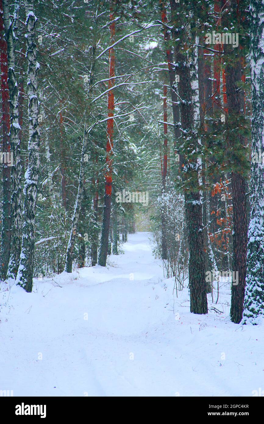 Winter forest with spruces covered with snow. Road in snow-covered ...