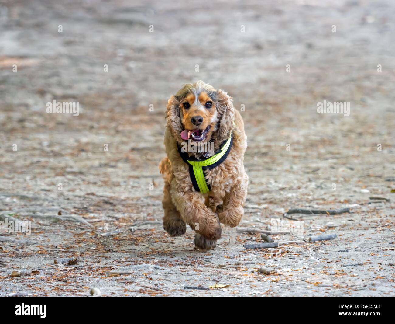 Happy sable coloured English Show Cocker Spaniel dog running with tongue out and eyes bright. Stock Photo