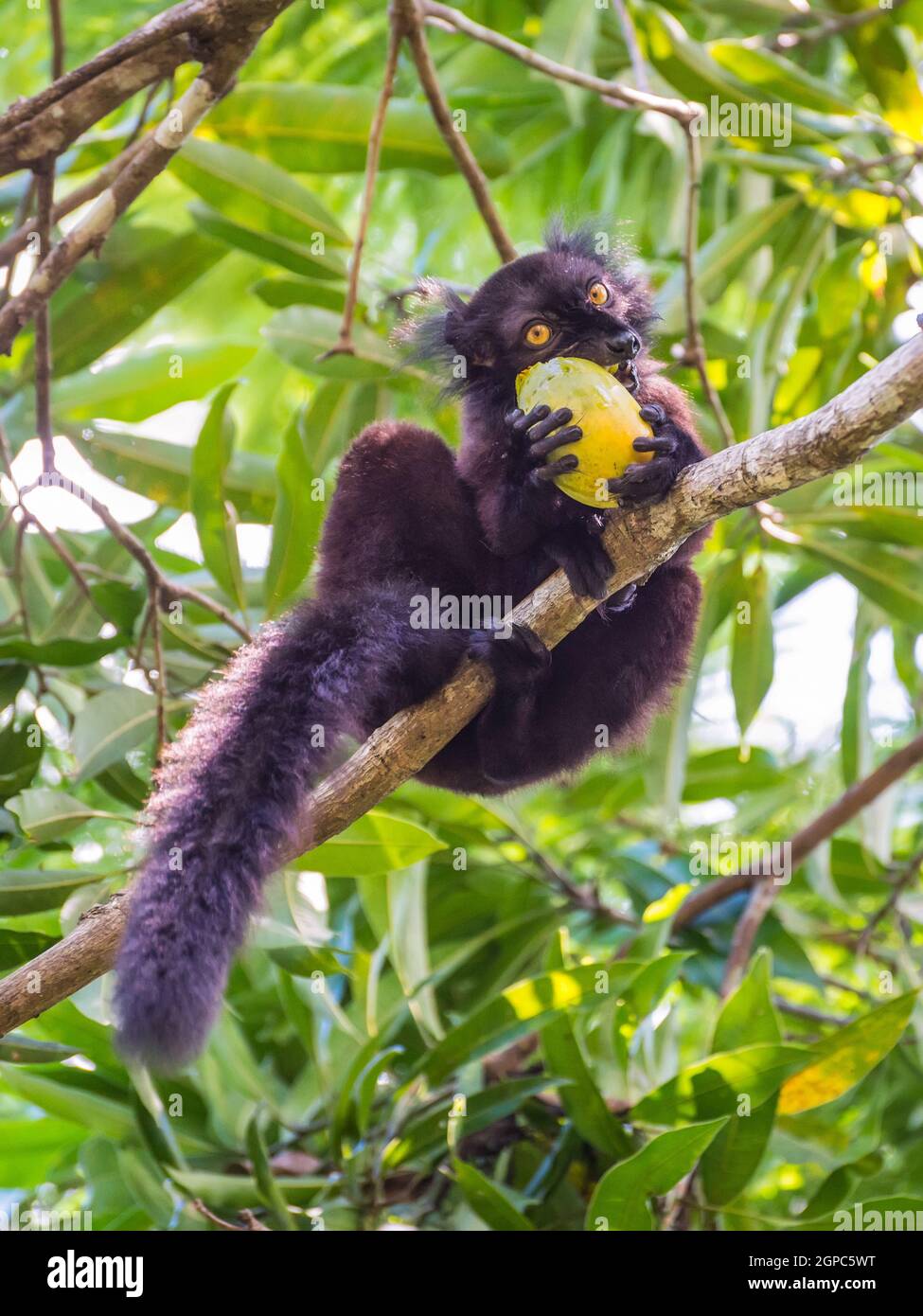 Close up portrait of black Lemur eating mango on Lokobe Strict Nature Reserve in Nosy Be, Madagascar, Africa Stock Photo