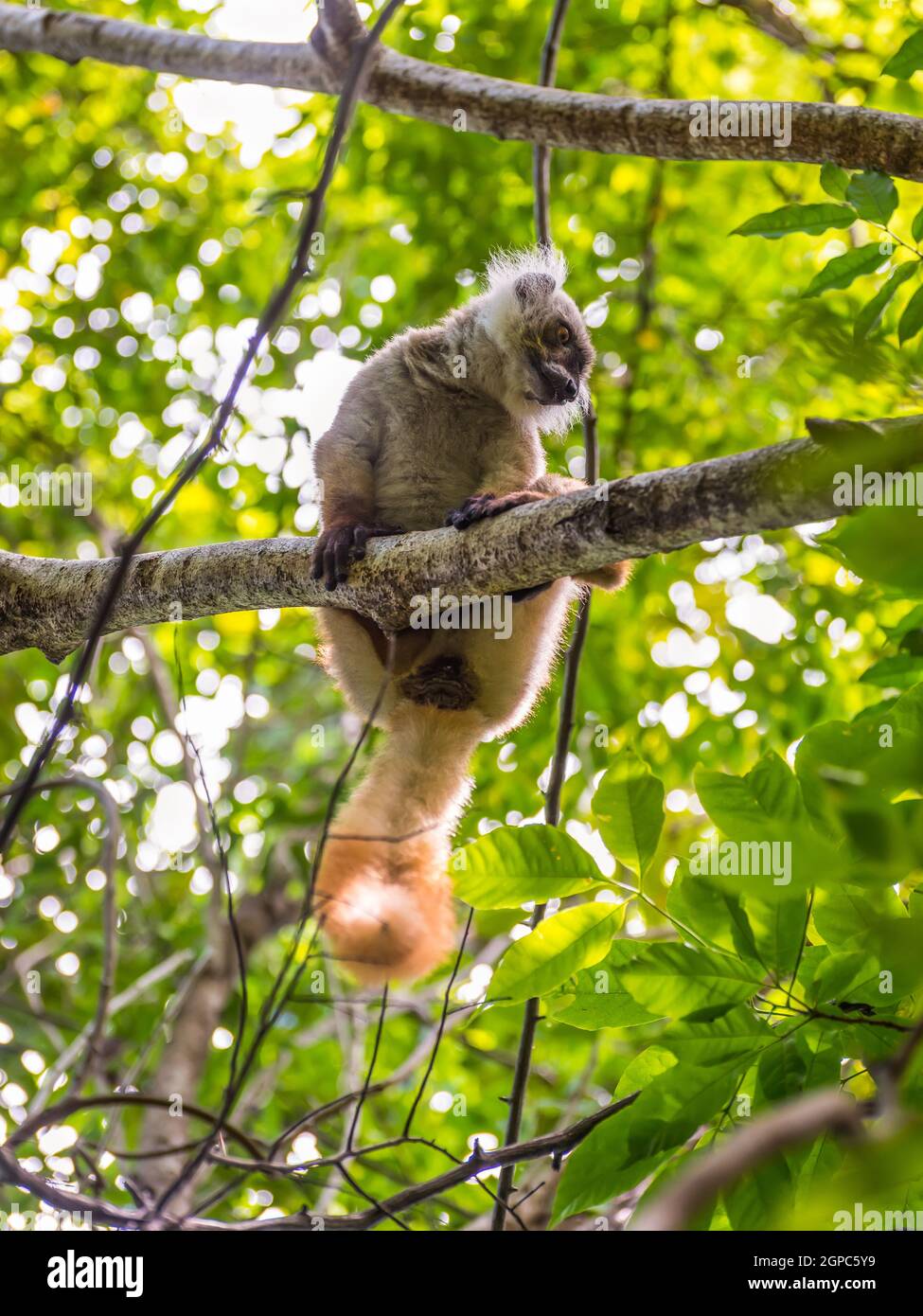 Lemur in their natural habitat, Lokobe Strict Nature Reserve in Nosy Be, Madagascar, Africa Stock Photo