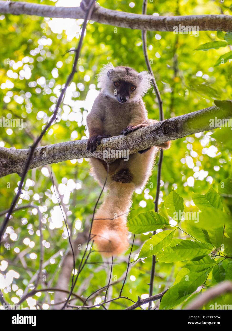 Lemur in their natural habitat, Lokobe Strict Nature Reserve in Nosy Be, Madagascar, Africa Stock Photo