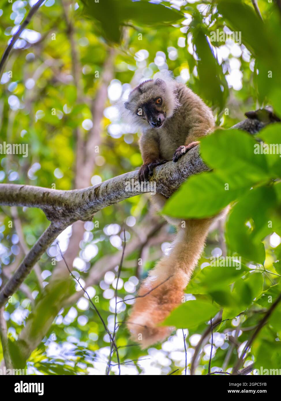 Close up portrait of lemur gaze on Lokobe Strict Nature Reserve in Nosy Be, Madagascar, Africa Stock Photo