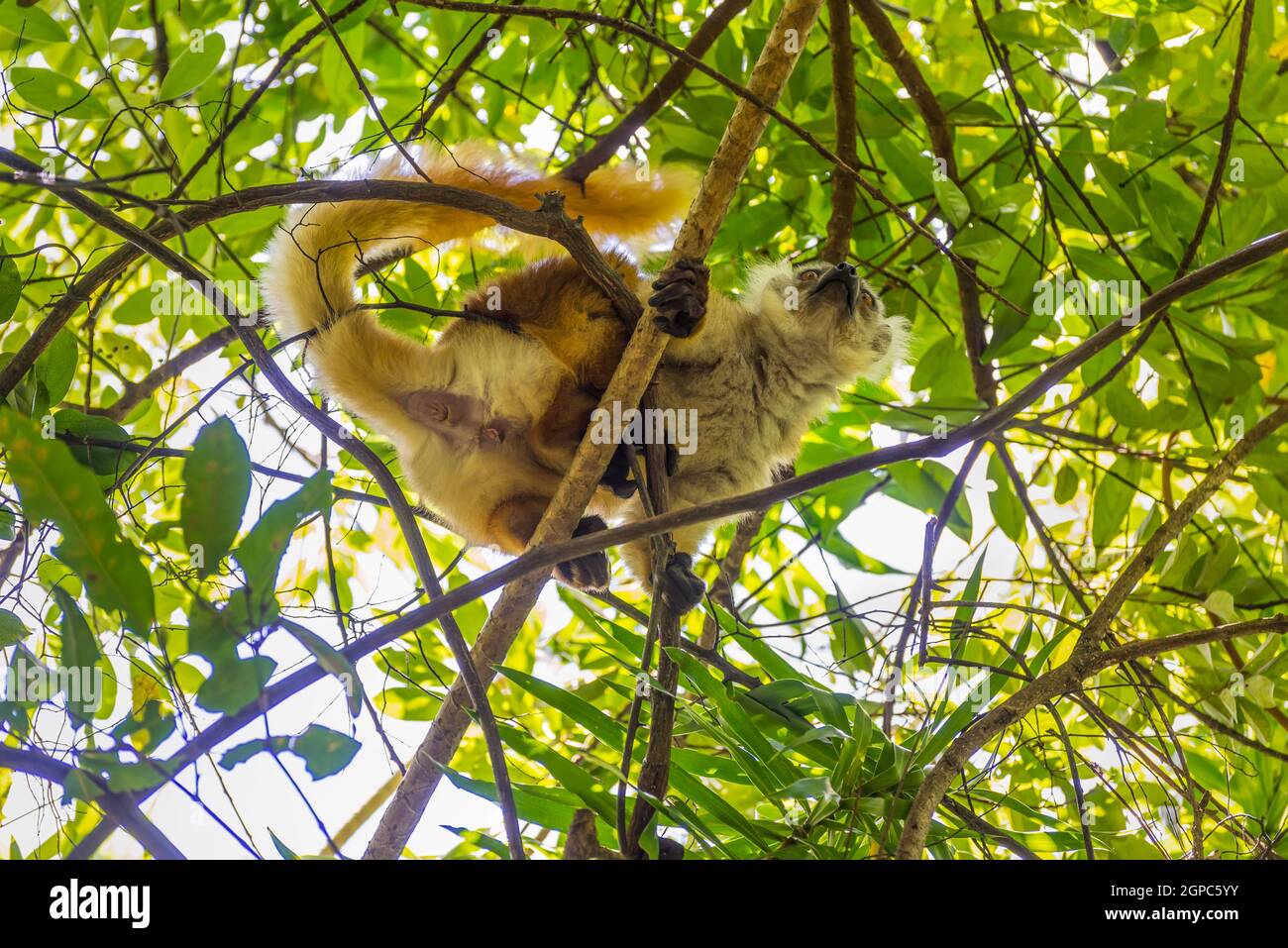 Close up wildlife portrait of lemur on Lokobe Strict Nature Reserve in Nosy Be, Madagascar, Africa Stock Photo