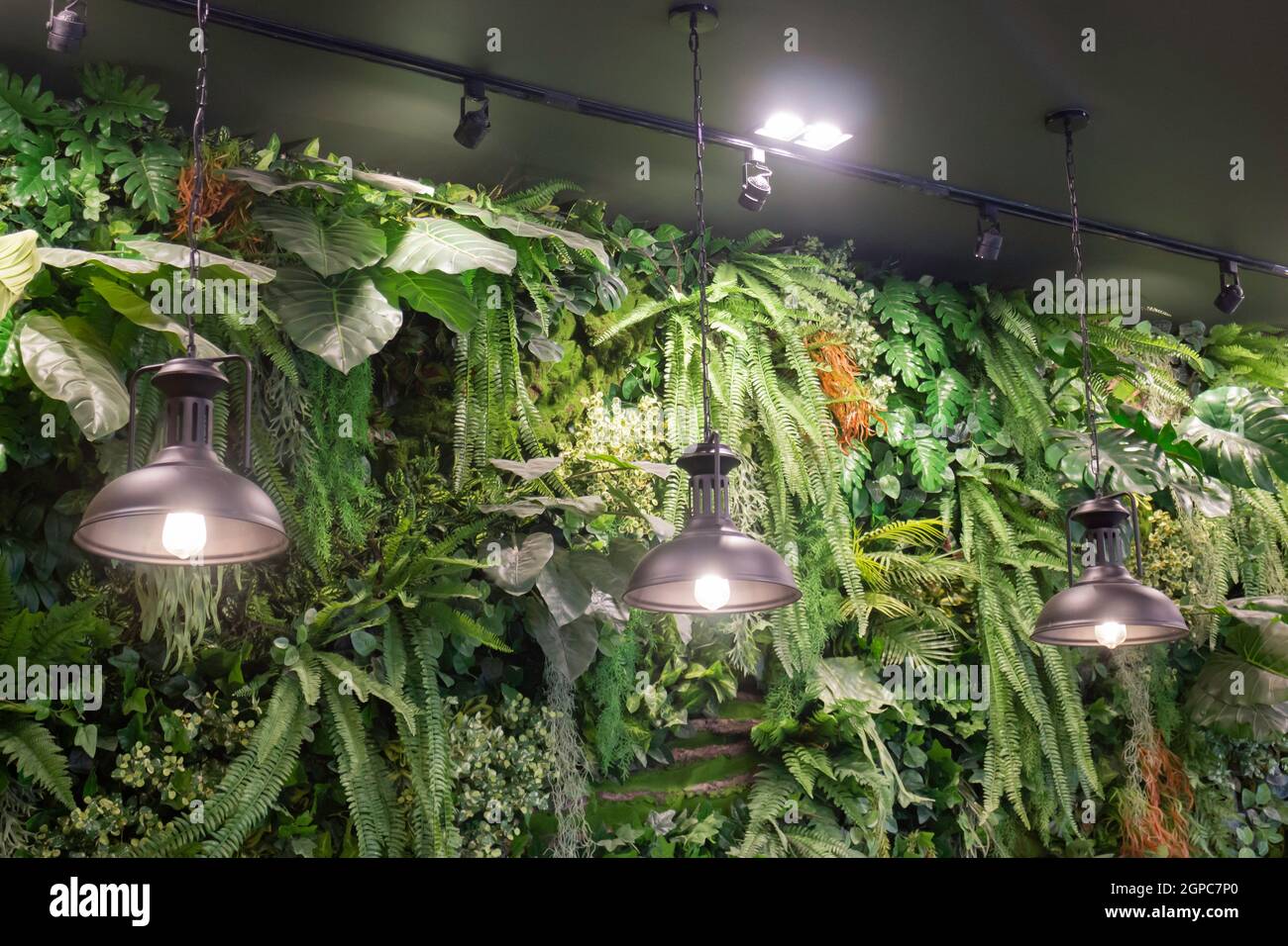 Varieties tropical rainforest foliage plants, stock photo Stock Photo ...
