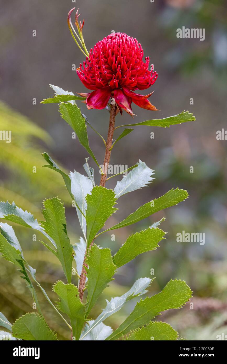 New South Wales Waratah plant in flower Stock Photo - Alamy