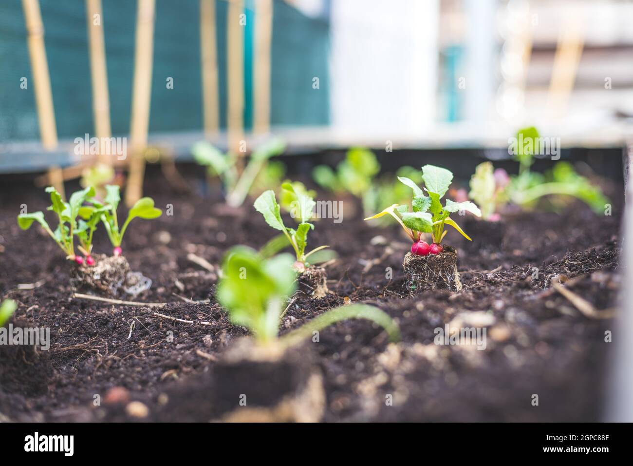 Planting radish, vegetables and herbs in raised bed. Fresh plants and