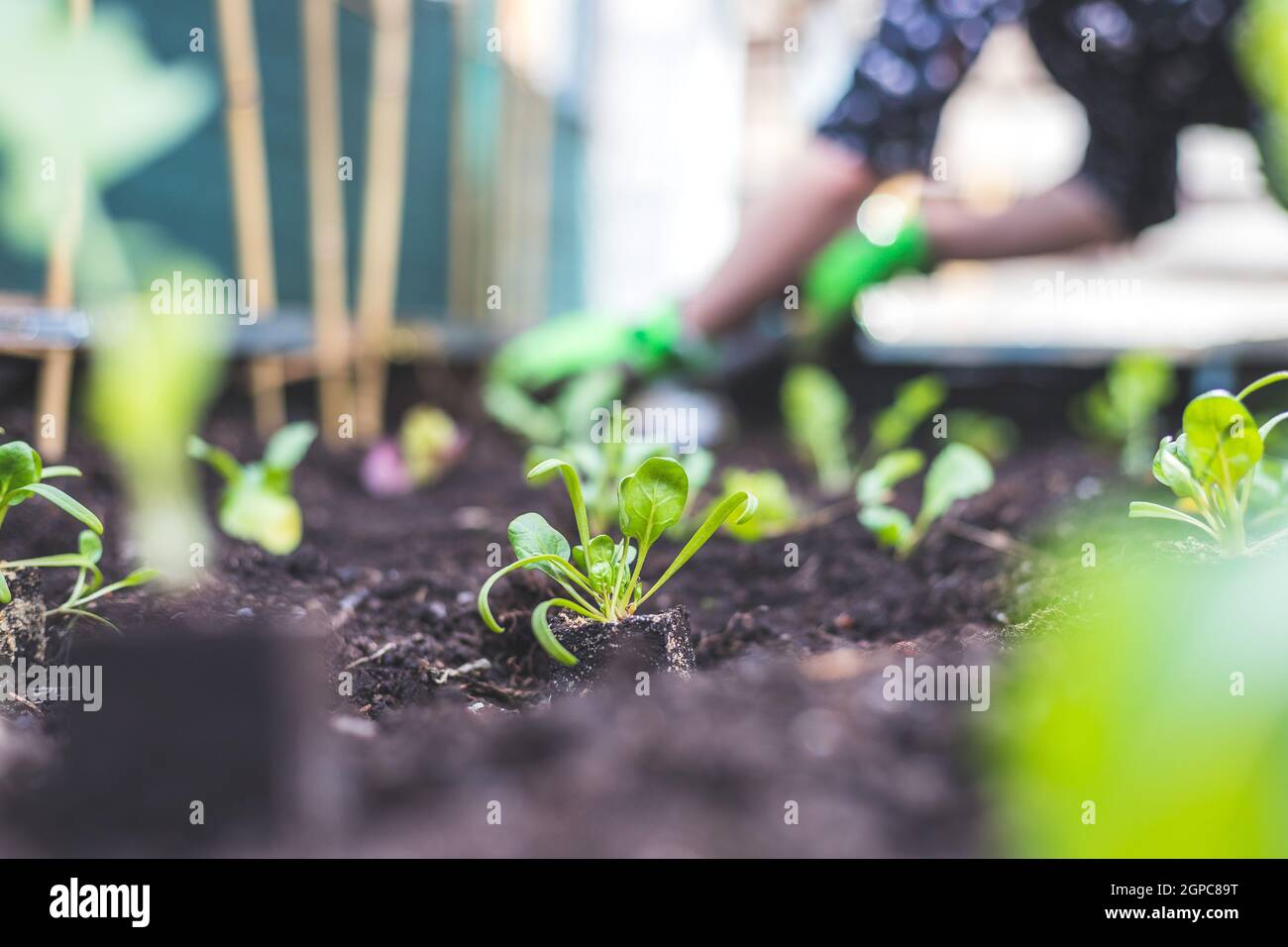 Herbs in raised bed hi-res stock photography and images - Alamy
