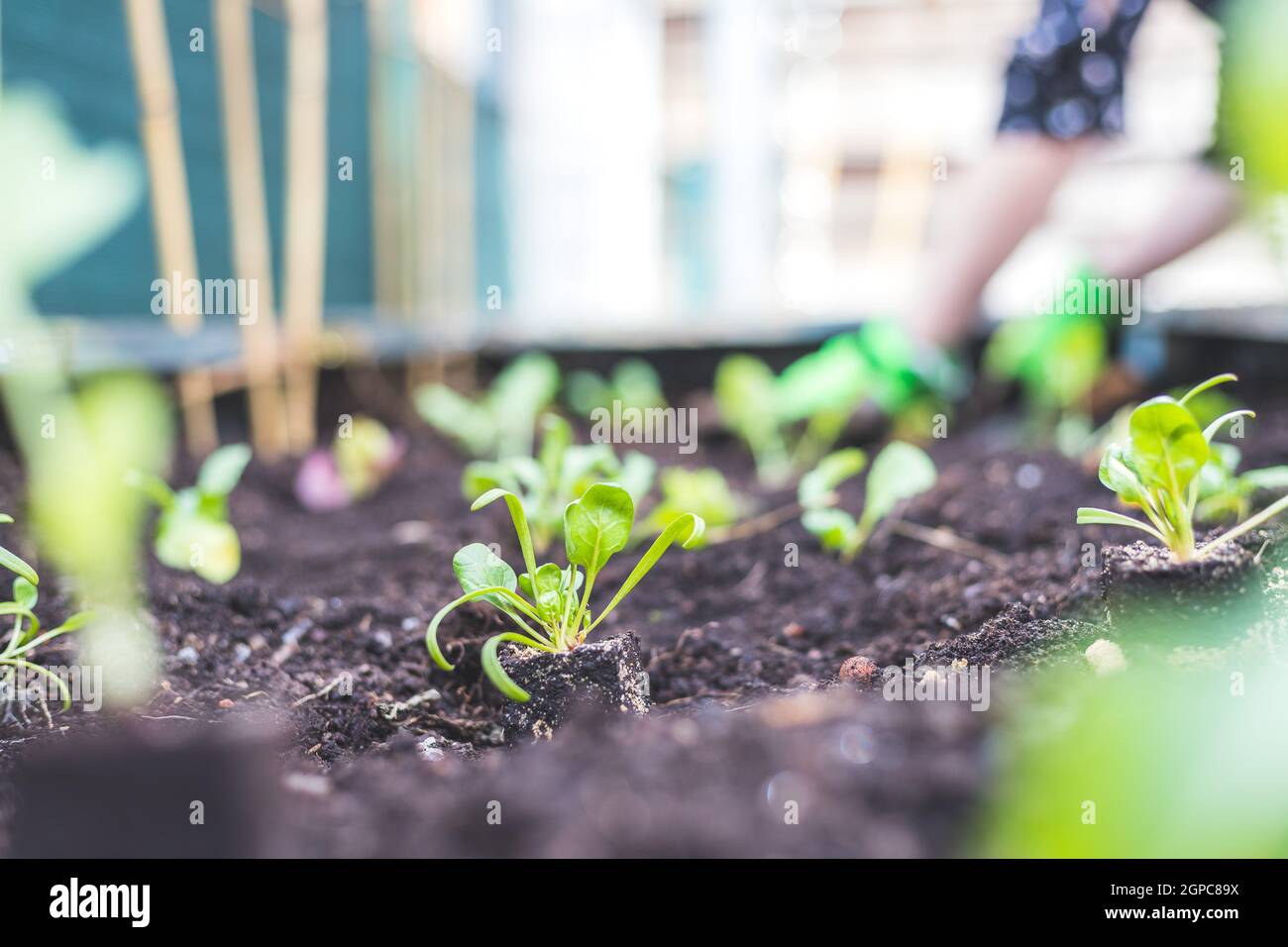 Raised wood flower bed hi-res stock photography and images - Alamy