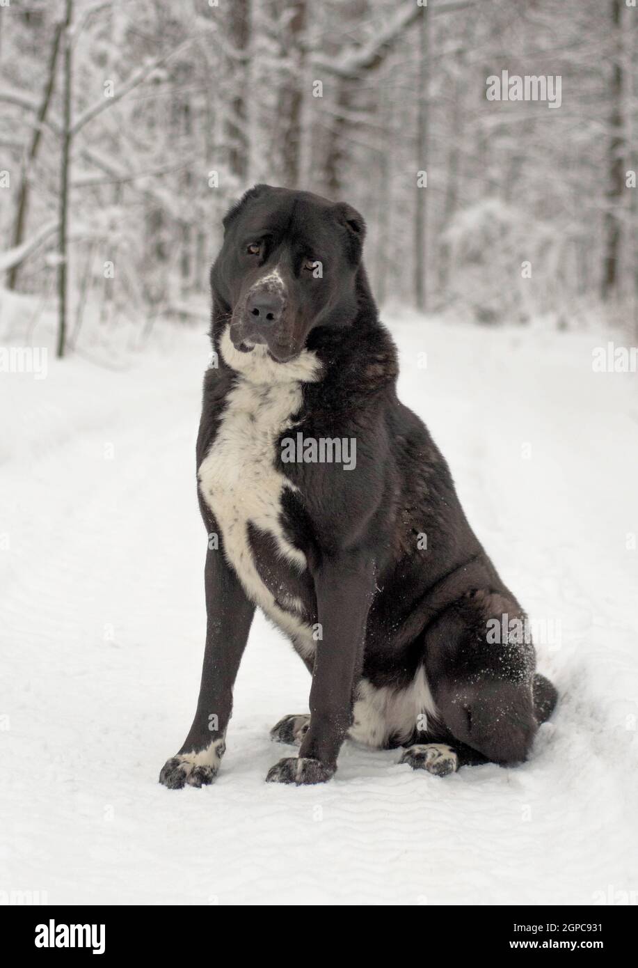 black dog in the forest in winter Stock Photo - Alamy