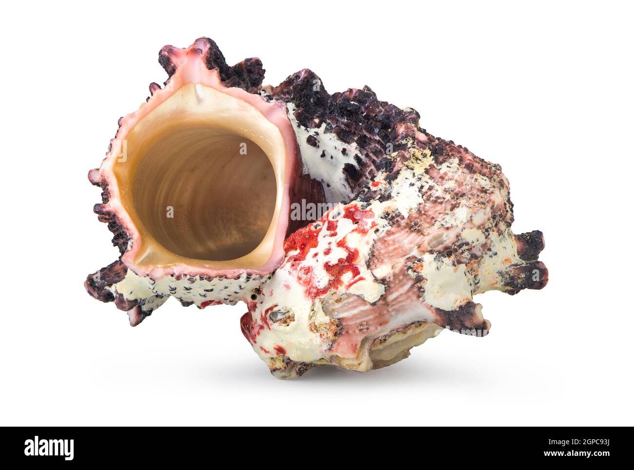 Colorful sea shell isolated on a white background Stock Photo