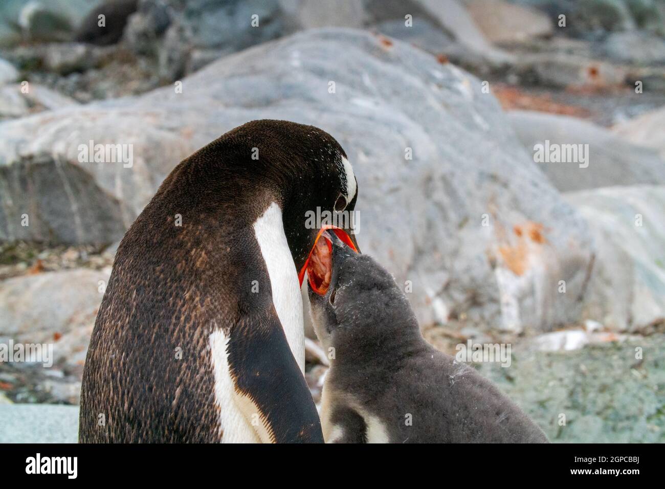 Gentoo penguins (Pygoscelis papua) feeding young. Stock Photo
