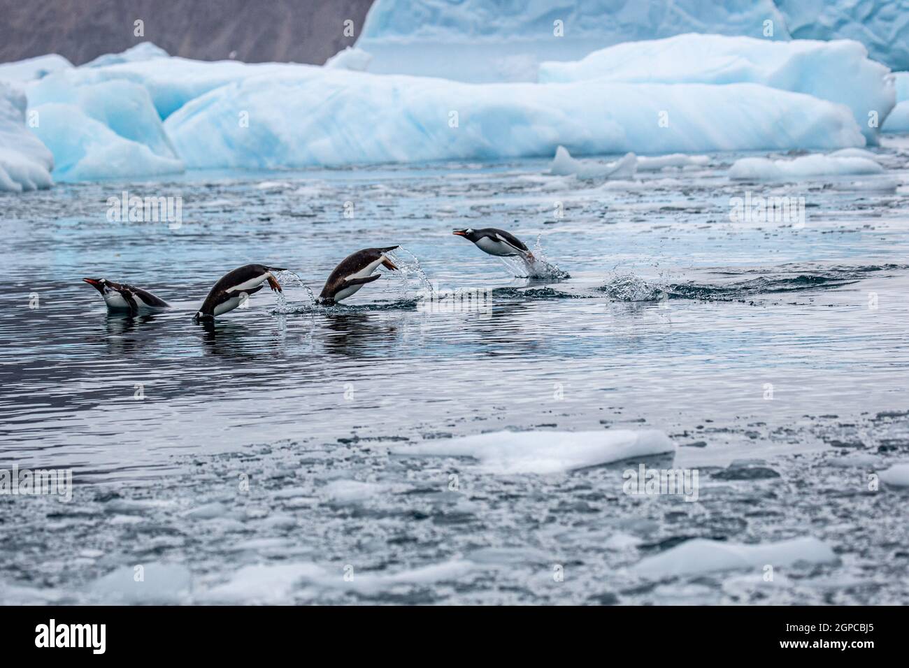 Gentoo penguins (Pygoscelis papua) Swim and diving in the water. Stock Photo