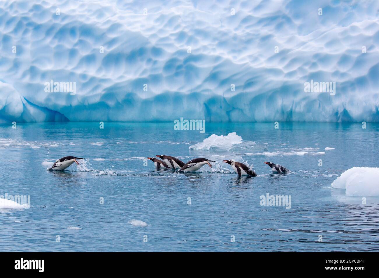 Gentoo penguins (Pygoscelis papua) Swim and diving in the water. Stock Photo