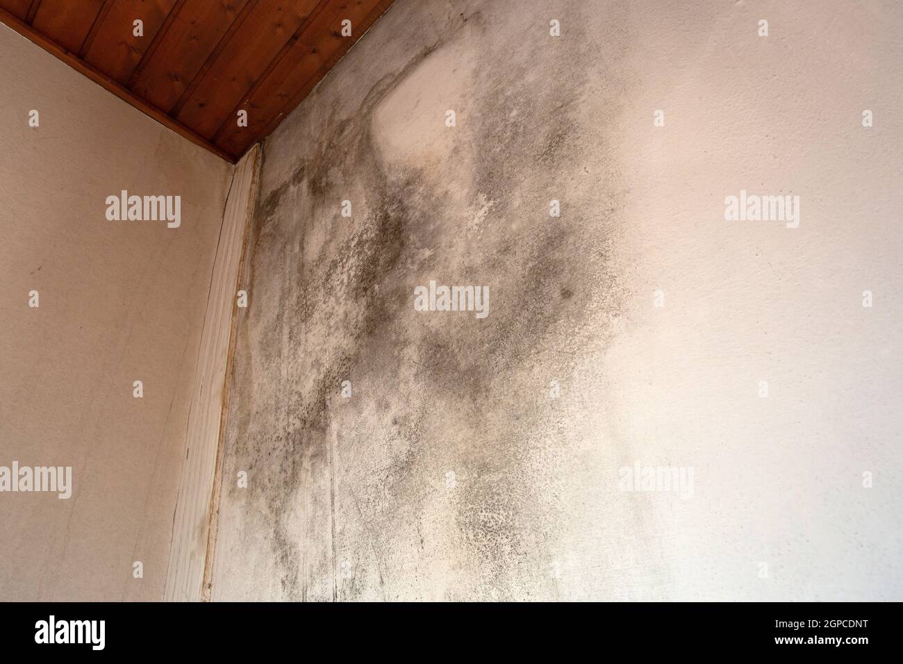 Black mold in the corner, old ceiling of building, water damage causing