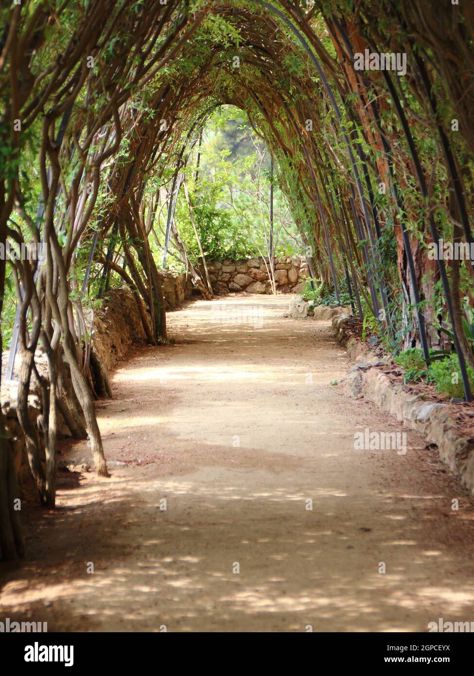 Empty footpath under trees hi-res stock photography and images - Alamy