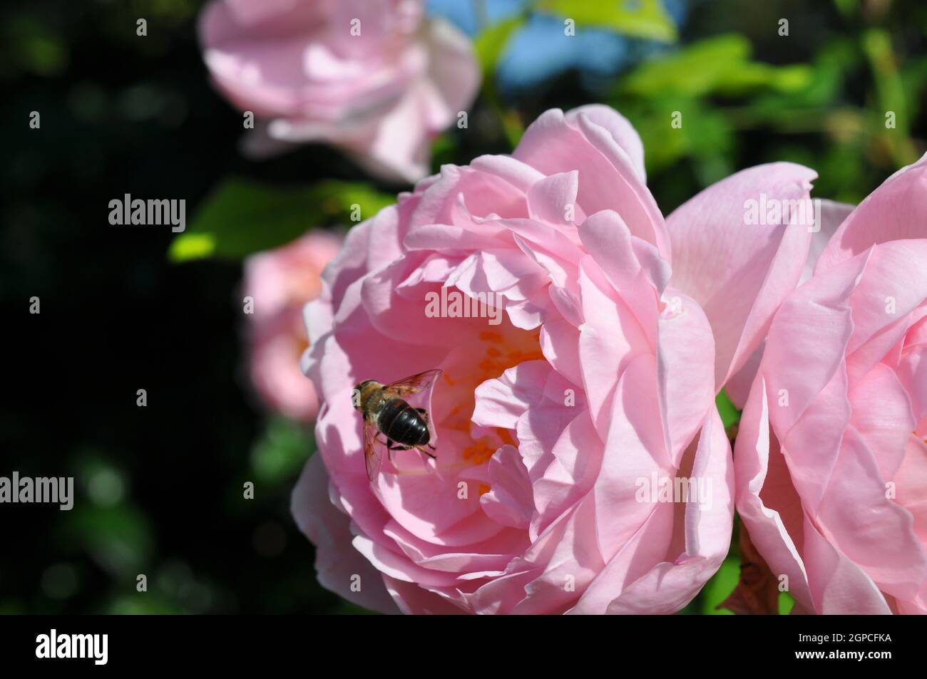 detailaufnahme rosa pastellfarbe blüte rose mit biene Stock Photo