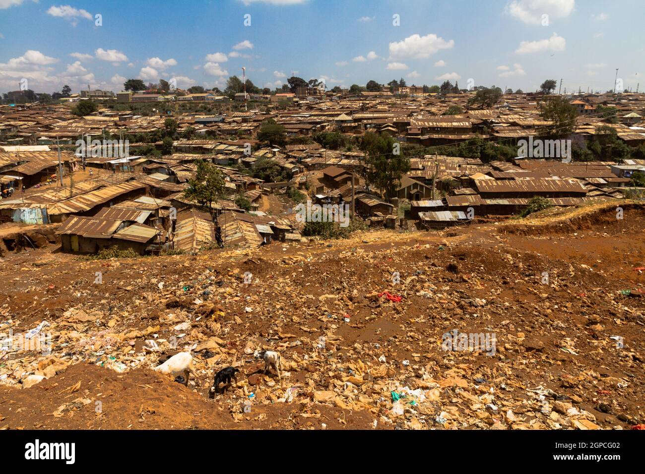 Goats eat through a garbage pile next to part of the Kibera slums in Nairobi, Kenya. Stock Photo