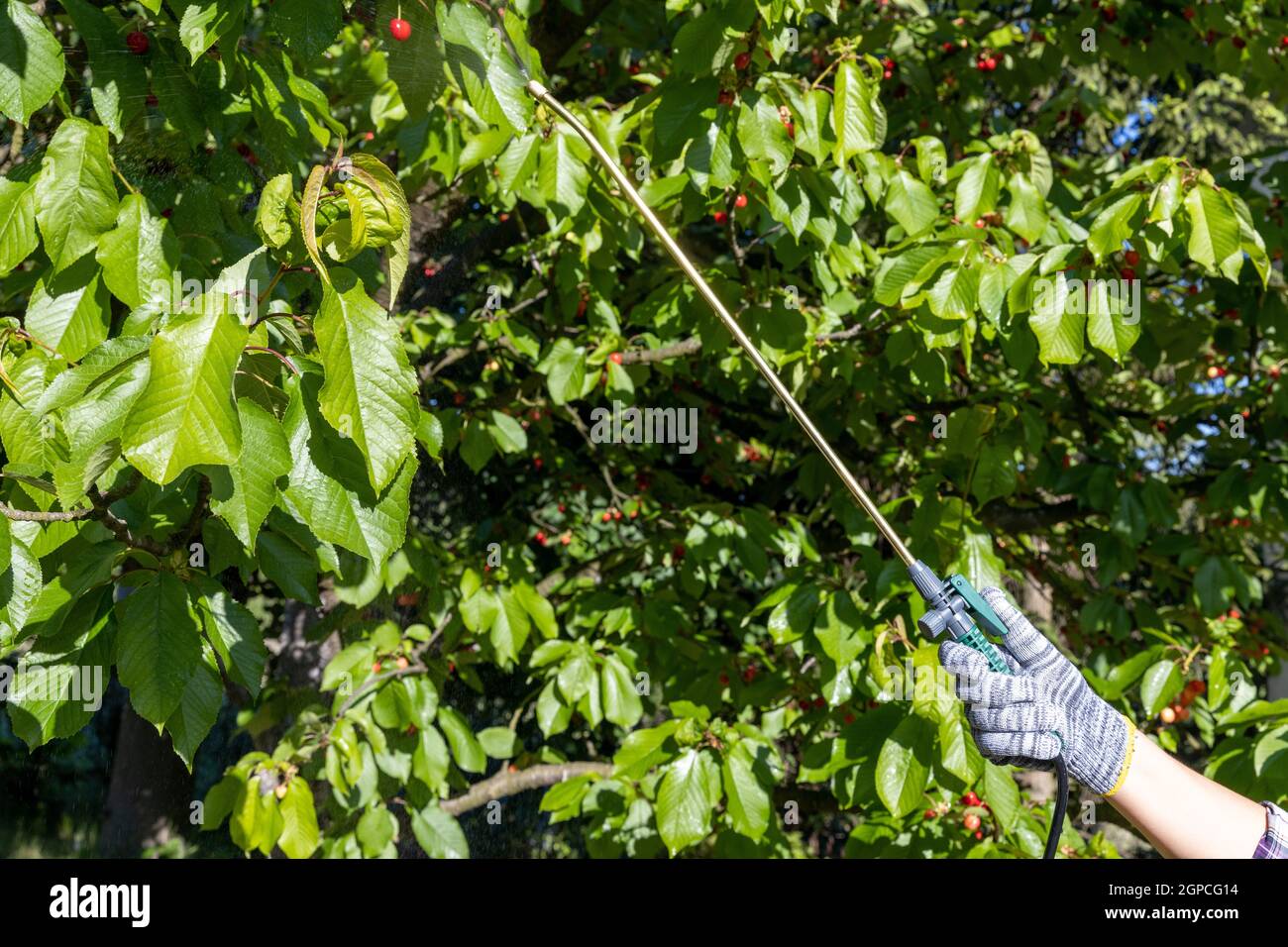 Spraying fruit tree with homemade organic pesticide or insecticide