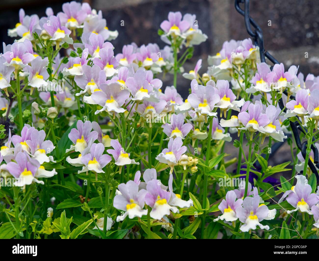 Closeup of pretty little Nemesia flowers in a hanging basket, variety