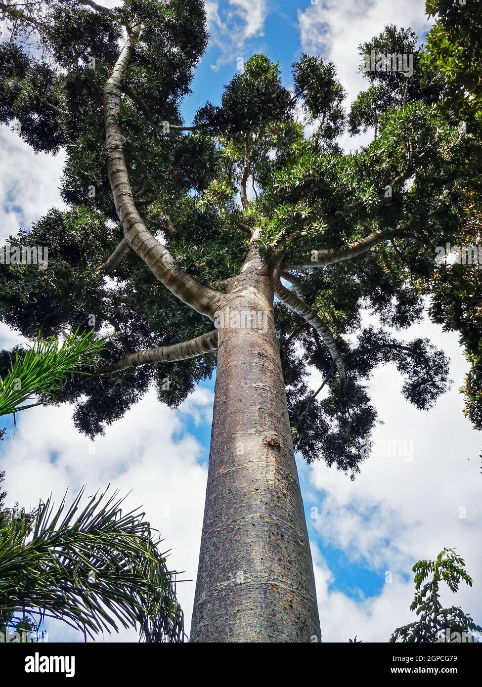 Looking up at the branches of a Dammar pine tree, also known as the Amboyna pine, Agathis dammara, with a blue sky and white clouds Stock Photo