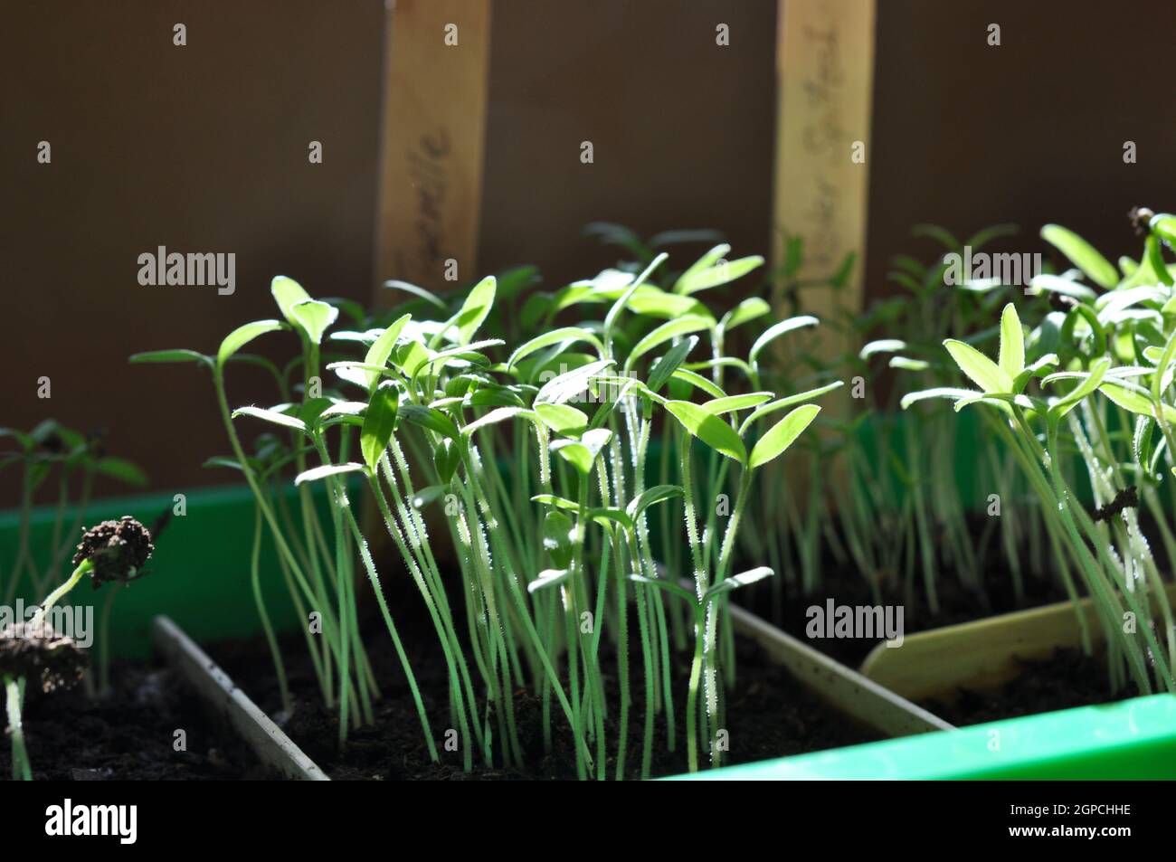 tomaten keimlinge vor dem pikieren verschiedene sorten Stock Photo