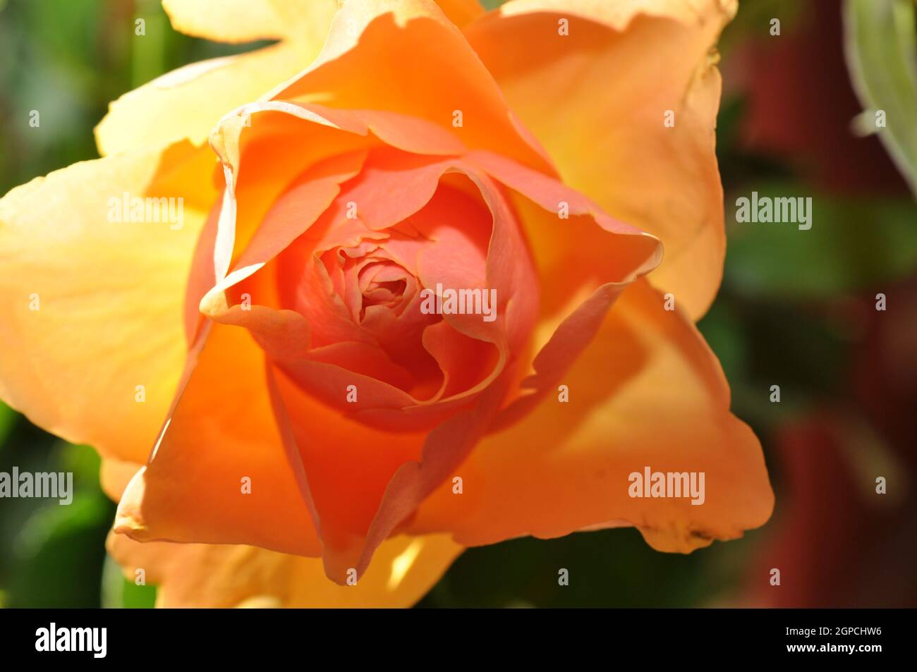 detailaufnahme rose orange aufblühend Stock Photo