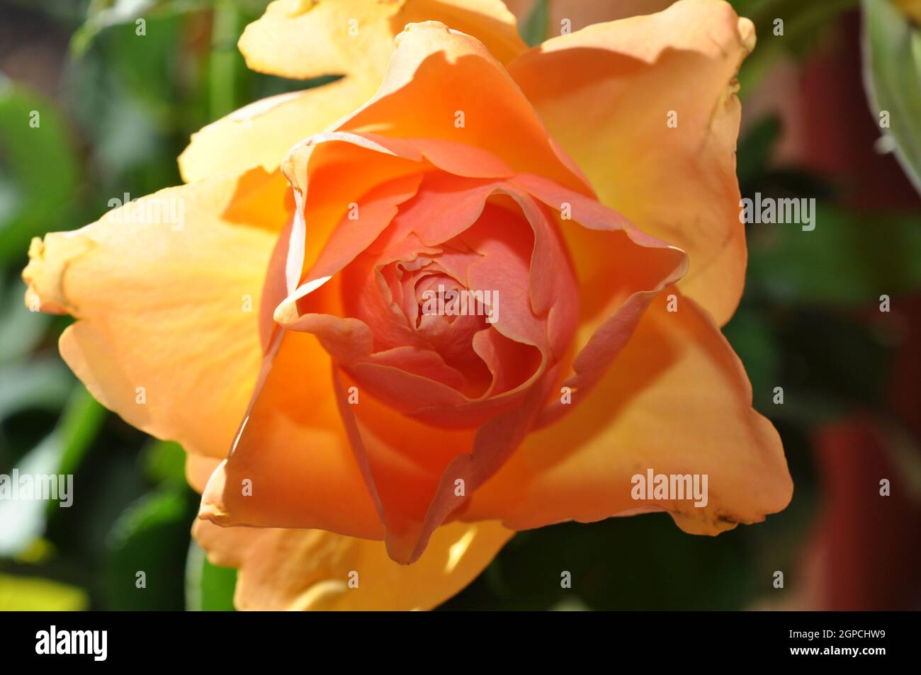 detailaufnahme rose orange aufblühend Stock Photo