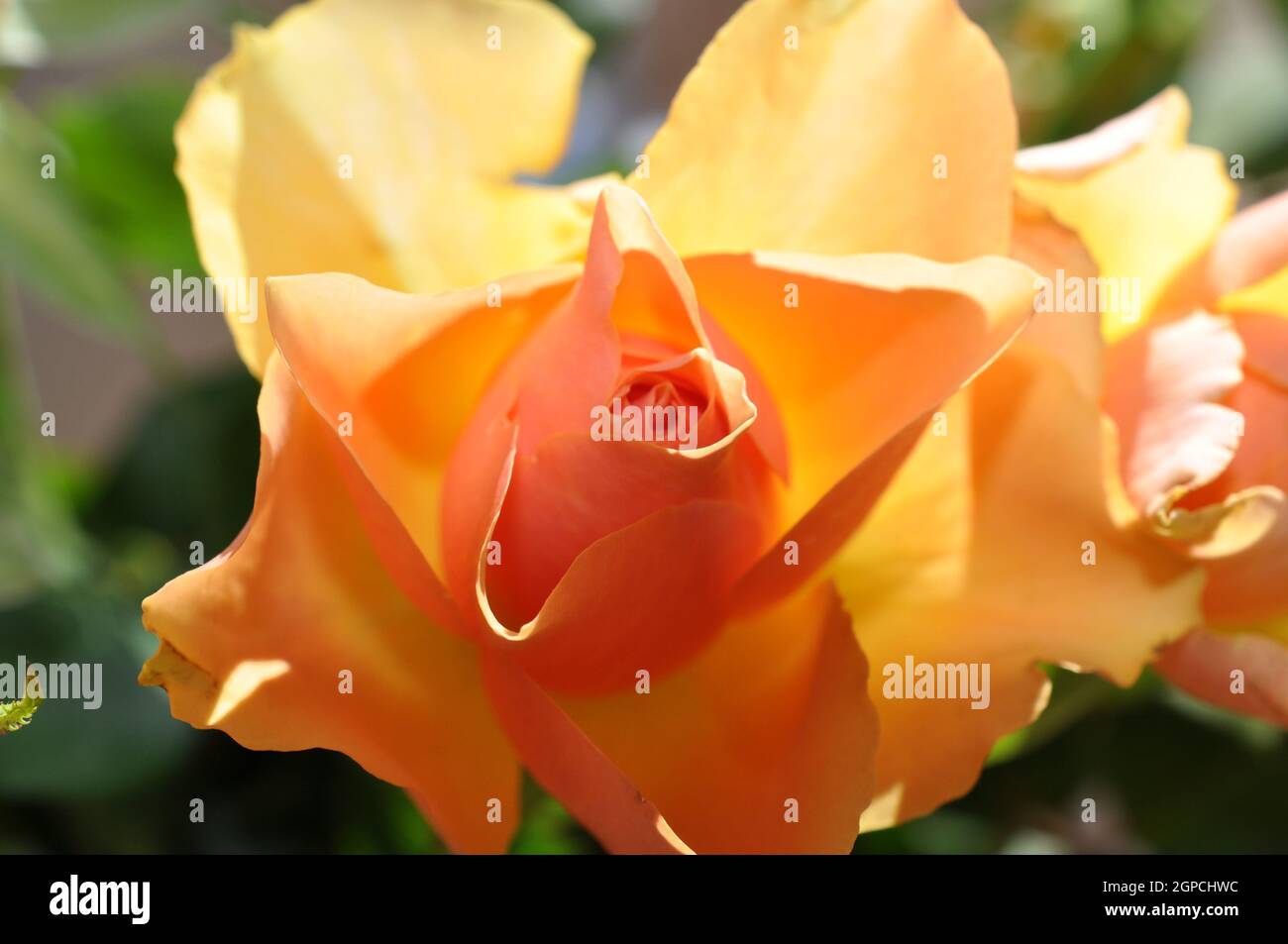 detailaufnahme rosa pastellfarbe blüte rose mit biene Stock Photo