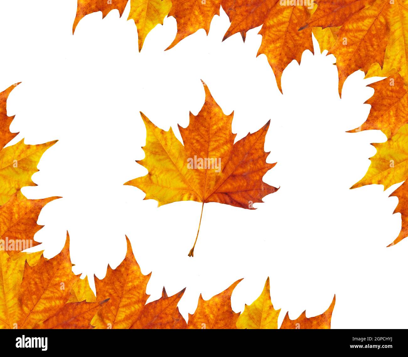 autumun frame of maple leaves Stock Photo - Alamy
