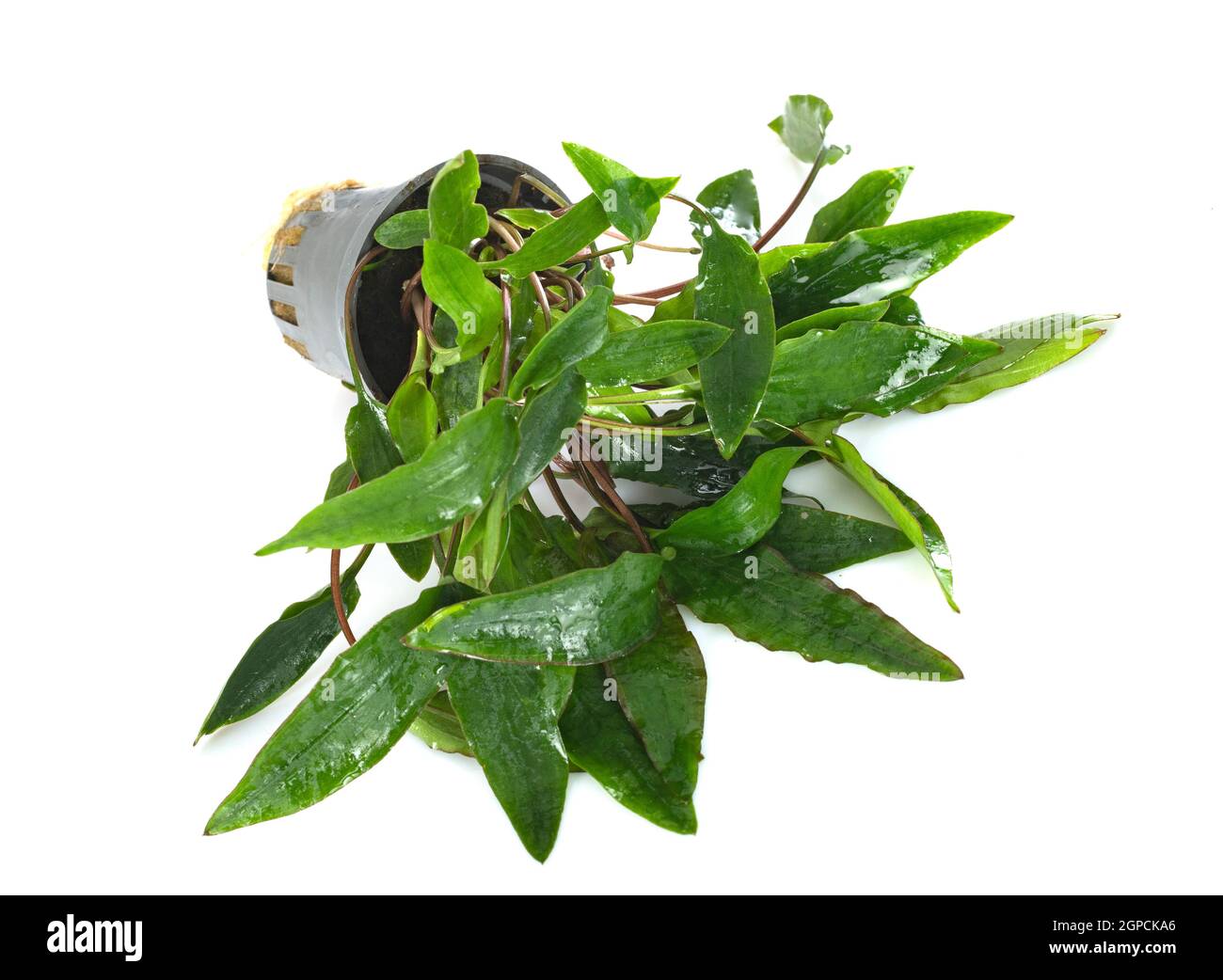 Cryptocoryne affinis in front of white background Stock Photo