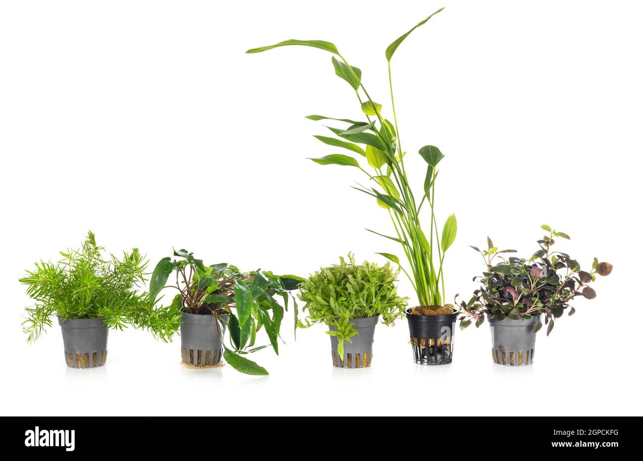 water plants in front of white background Stock Photo