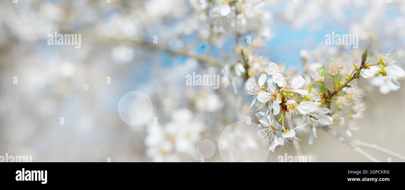 Blooming hawthorn in sunny spring. Seasonal natur background with bright bokeh and short depth of field. Close-up. Stock Photo